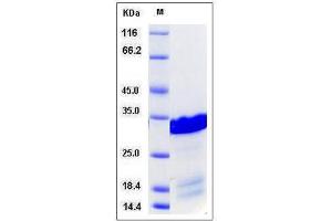 Image no. 1 for BCL2-Like 1 (BCL2L1) (AA 1-212) (Active) protein (His tag) (ABIN2215188)