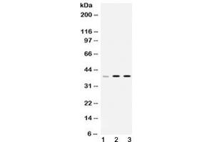Image no. 1 for anti-Heterogeneous Nuclear Ribonucleoprotein A1 (HNRNPA1) (AA 8-42) antibody (ABIN5647145)