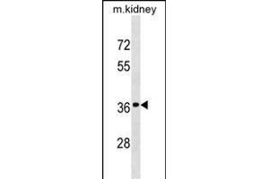 DRG2 Antibody (Center) (ABIN1537889 and ABIN2838165) western blot analysis in mouse kidney tissue lysates (35 μg/lane).