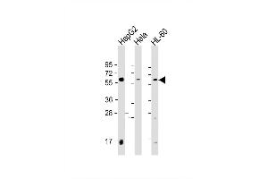 Image no. 2 for anti-Phosphatidylinositol 4-Kinase Type 2 alpha (PI4K2A) (AA 387-415), (C-Term) antibody (ABIN1537244)
