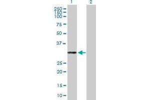 Image no. 1 for anti-Proteinase 3 (PRTN3) (AA 1-256) antibody (ABIN519344)