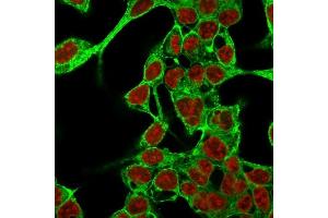 Immunofluorescence Analysis of MeOH-fixed HepG2 cells labeling Glypican-3 with Glypican-3 Mouse Monoclonal Antibody (GPC3/863) followed by Goat anti-Mouse IgG-CF488 (Green).