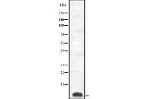 COX8C anticorps  (Internal Region)