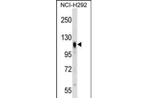 PROM2 Antibody (Center) (ABIN1538424 and ABIN2849372) western blot analysis in NCI- cell line lysates (35 μg/lane).