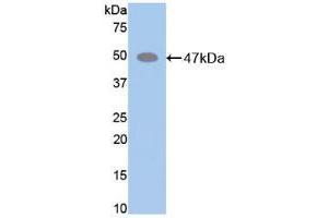 Image no. 1 for anti-Elastin (ELN) (AA 266-443) antibody (ABIN2927510)