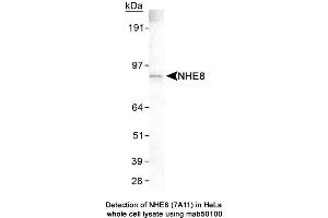 Image no. 1 for anti-Solute Carrier Family 9 (Sodium/hydrogen Exchanger), Member 8 (SLC9A8) (C-Term) antibody (ABIN363254)