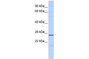 anti-Mediator Complex Subunit 6 (MED6) (Middle Region) antibody