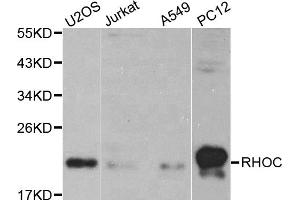 Image no. 1 for anti-Ras Homolog Gene Family, Member C (RHOC) antibody (ABIN6567006)