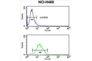 Image no. 1 for anti-Cyclin B1 Interacting Protein 1 (CCNB1IP1) (C-Term) antibody (ABIN951135)
