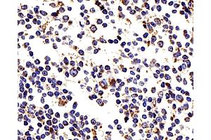 Immunohistochemistry analysis of paraffin-embedded human tonsil using COX4I1 Polyclonal Antibody at dilution of 1:200.