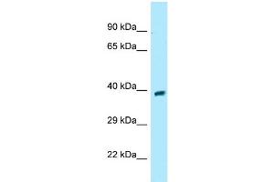 Image no. 1 for anti-G Protein-Coupled Receptor 68 (GPR68) (Middle Region) antibody (ABIN2789838)