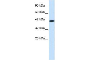 Image no. 1 for anti-Somatostatin Receptor 4 (SSTR4) (Middle Region) antibody (ABIN2777887)