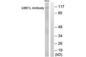 Image no. 1 for anti-Ubiquitin-Like Modifier Activating Enzyme 7 (UBA7) (AA 963-1012) antibody (ABIN1533454)