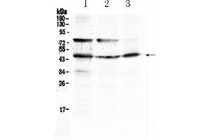 Image no. 1 for anti-Major Histocompatibility Complex, Class I, B (HLA-B) (AA 52-89), (C-Term) antibody (ABIN5518843)