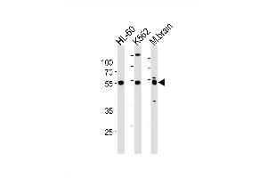 Image no. 1 for anti-Prostaglandin E Receptor 4 (Subtype EP4) (PTGER4) (AA 242-269) antibody (ABIN1881704)