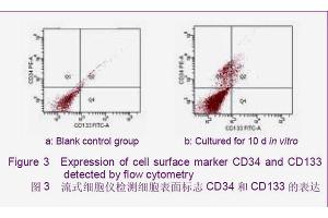 CD34 anticorps  (AA 201-300)