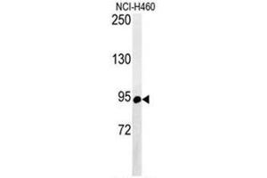 Image no. 3 for anti-ATP-Binding Cassette, Sub-Family F (GCN20), Member 1 (ABCF1) (AA 694-724), (C-Term) antibody (ABIN950207)