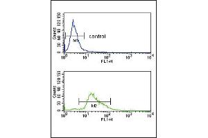 Image no. 3 for anti-Plasminogen (PLG) (C-Term) antibody (ABIN2492985)