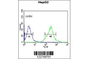 Image no. 2 for anti-Arylformamidase (AFMID) (N-Term) antibody (ABIN2157616)
