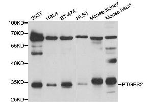 Image no. 3 for anti-Prostaglandin E Synthase 2 (PTGES2) antibody (ABIN6146404)