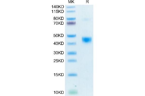 TGFB1 Protein (His-Avi Tag,Biotin)