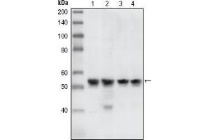 Image no. 1 for anti-Checkpoint Kinase 1 (CHEK1) antibody (ABIN969476)