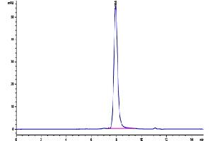 Size-exclusion chromatography-High Pressure Liquid Chromatography (SEC-HPLC) image for Growth Differentiation Factor 15 (GDF15) protein (Fc Tag,Biotin) (ABIN7274730)