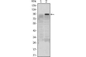 Image no. 1 for anti-Kruppel-Like Factor 4 (Gut) (KLF4) antibody (ABIN969240)