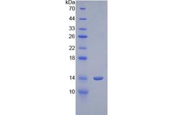CSTL1 Protein
