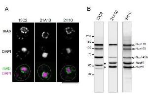 anti-Nucleoporin 98kDa (NUP98) (GLFG Motif), (N-Term) antibody