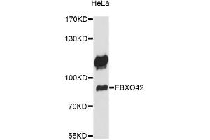 Image no. 1 for anti-F-Box Protein 42 (FBXO42) antibody (ABIN6292073)