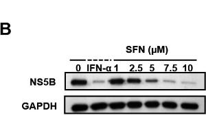 Image no. 101 for anti-Glyceraldehyde-3-Phosphate Dehydrogenase (GAPDH) (Center) antibody (ABIN2857072)