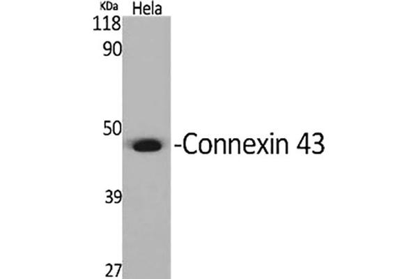 Connexin 43/GJA1 antibody  (AA 310-390)
