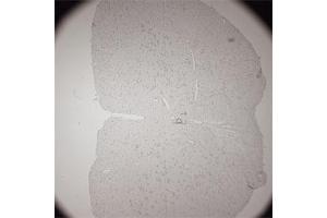 Image no. 3 for anti-Solute Carrier Family 18 (Vesicular Acetylcholine), Member 3 (SLC18A3) (AA 450-505) antibody (ABIN351375)