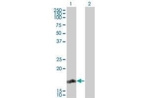 Image no. 1 for anti-Regulator of G-Protein Signaling 13 (RGS13) (AA 67-86) antibody (ABIN957458)