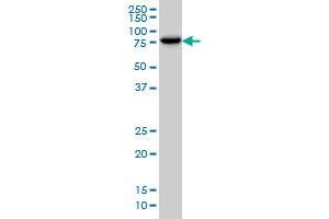 Image no. 5 for anti-Ring Finger Protein, LIM Domain Interacting (RLIM) (AA 1-83) antibody (ABIN565536)
