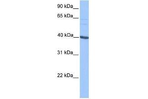 Image no. 1 for anti-Protein AF-9 (MLLT3) (C-Term) antibody (ABIN927718)