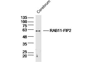 Image no. 1 for anti-RAB11 Family Interacting Protein 2 (Class I) (RAB11FIP2) (AA 331-430) antibody (ABIN5675671)