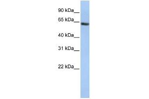anti-Fanconi Anemia, Complementation Group E (FANCE) (AA 1-13), (Middle Region) antibody