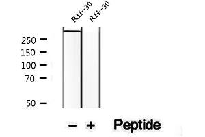 Image no. 2 for anti-Ryanodine Receptor 3 (RYR3) (pSer160) antibody (ABIN6255007)