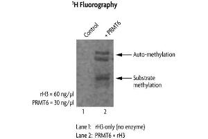 Image no. 1 for Protein Arginine Methyltransferase 6 (PRMT6) protein (DYKDDDDK Tag) (ABIN2669659)