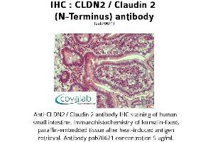 Image no. 1 for anti-Claudin 2 (CLDN2) (N-Term) antibody (ABIN2852368)