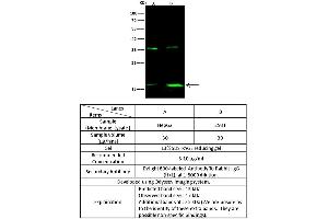 Image no. 1 for anti-Prostate Stem Cell Antigen (PSCA) (Center) antibody (ABIN2682520)