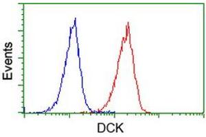 Image no. 2 for anti-Deoxycytidine Kinase (DCK) antibody (ABIN1497775)