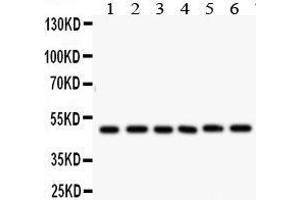 Image no. 2 for anti-Inhibitor of kappa Light Polypeptide Gene Enhancer in B-Cells, Kinase gamma (IKBKG) (AA 1-15), (N-Term) antibody (ABIN3042676)