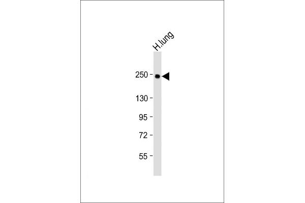 COL14A1 antibody  (AA 643-677)