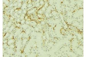 Image no. 2 for anti-Sorbitol Dehydrogenase (SORD) (Internal Region) antibody (ABIN6265225)