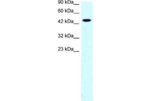 Image no. 1 for anti-Solute Carrier Family 17 (Anion/Sugar Transporter), Member 2 (SLC17A2) (Middle Region) antibody (ABIN2778133)