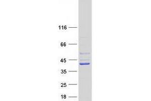 Image no. 1 for TruB Pseudouridine (Psi) Synthase Homolog 2 (TRUB2) protein (Myc-DYKDDDDK Tag) (ABIN2734401)