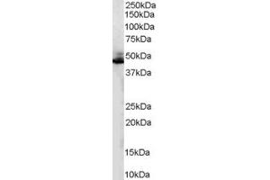 Image no. 1 for anti-Adrenergic, beta-2-, Receptor, Surface (ADRB2) (C-Term) antibody (ABIN185478)